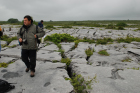 Sheshymore Limestone pavement exposes shallow water carbonates of the Brigantian, Slievenaglasha Formation. These classic kharstified exposures of tabular blocks of limestone pavement, Clints, are cut by vertical fractures, Grikes, which were widened by post glacial disolution (McNamara, & Hennessy, 2010). Fractures were intially established during Variscan folding (Coller, 1984).